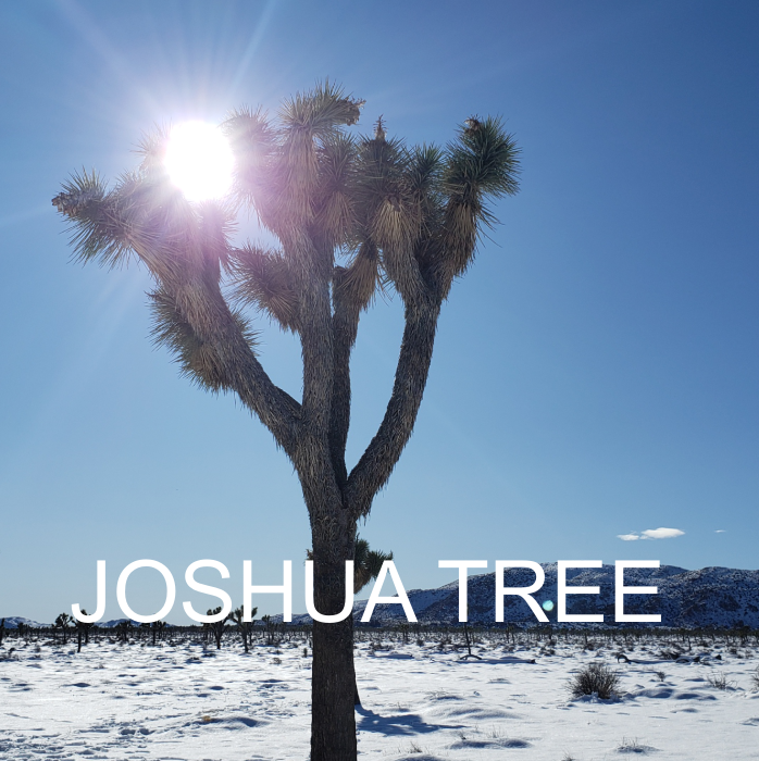 JOSHUA TREE