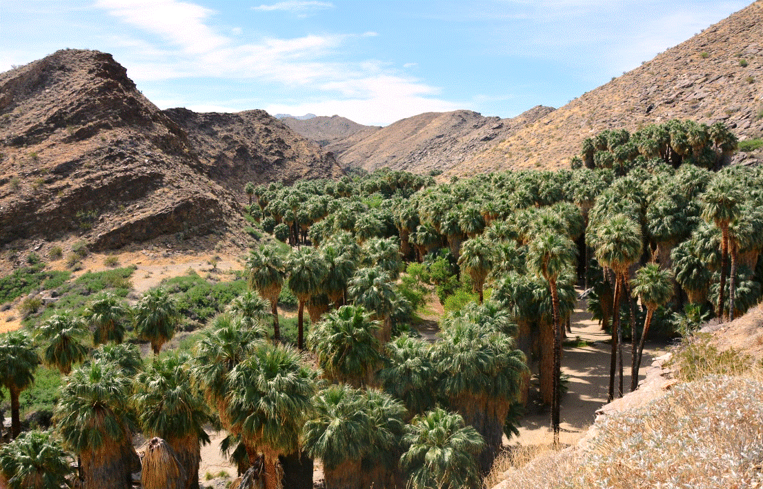 Indian-Canyons-Palm-Canyon