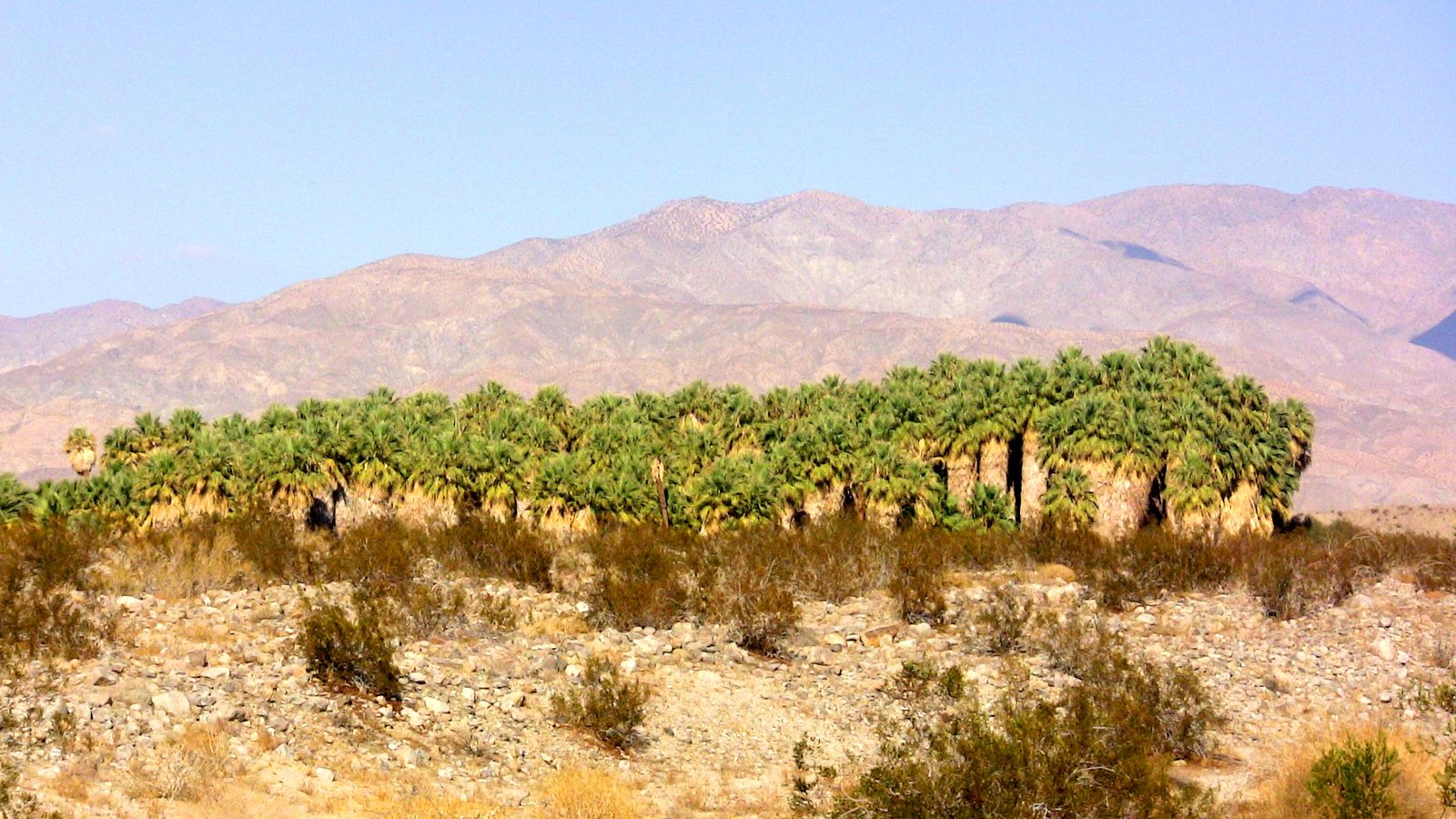 Coachella Valley Preserve