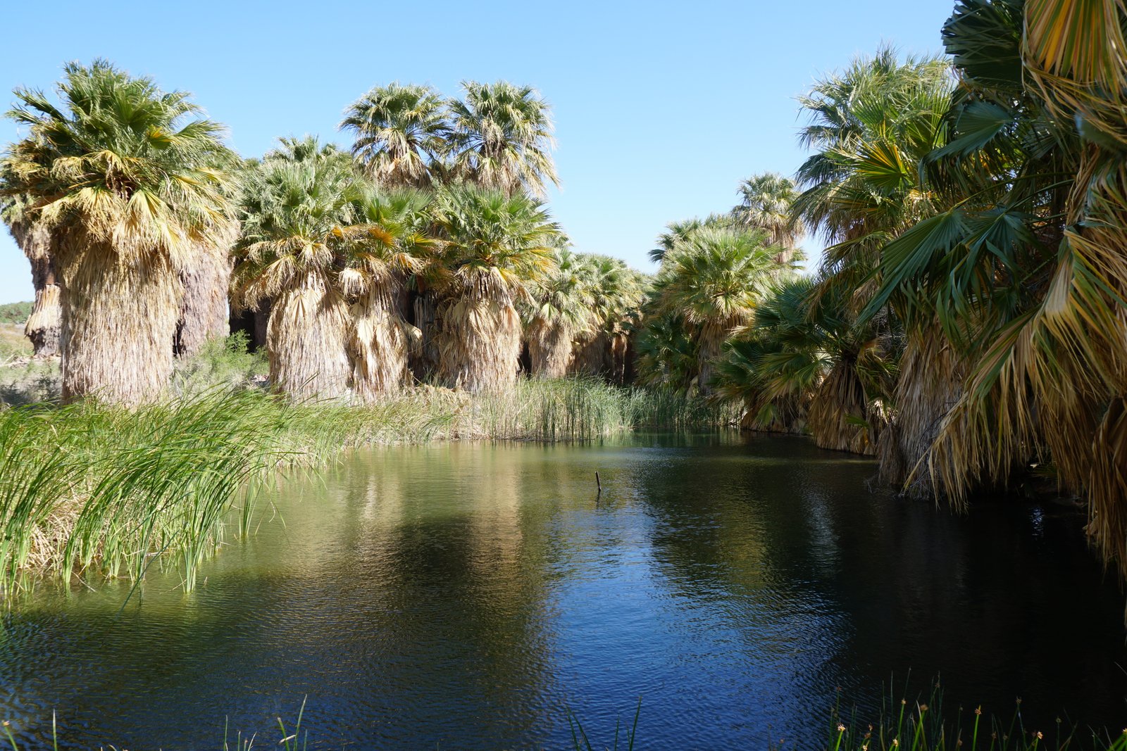 Coachella Valley Preserve