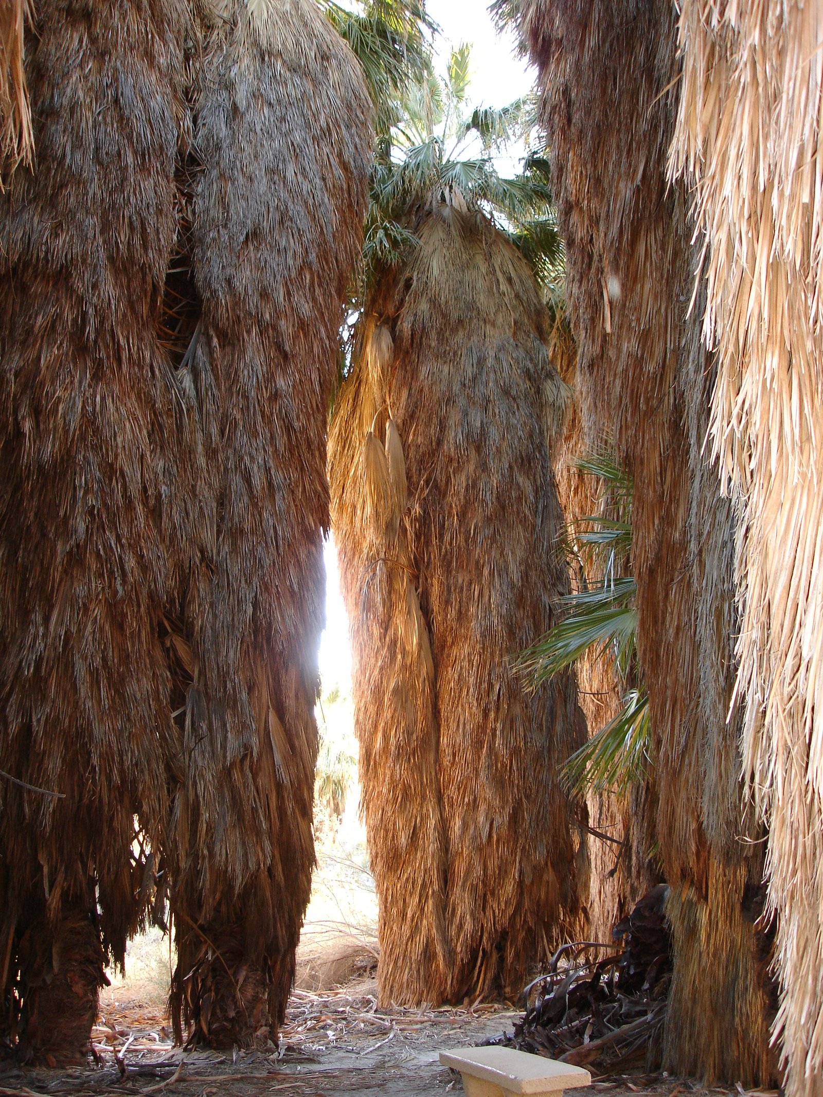 Coachella Valley Preserve
