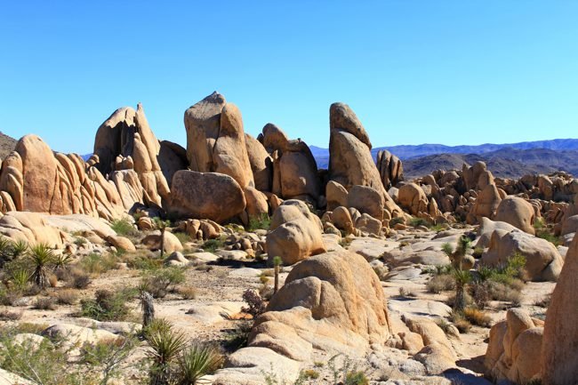 Joshua Tree