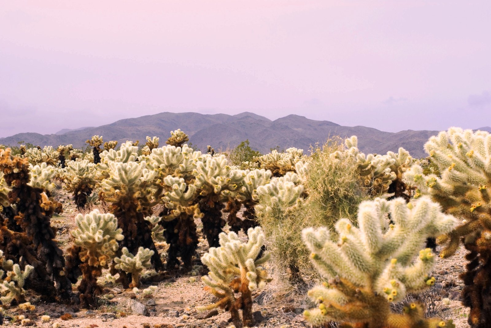 Joshua Tree