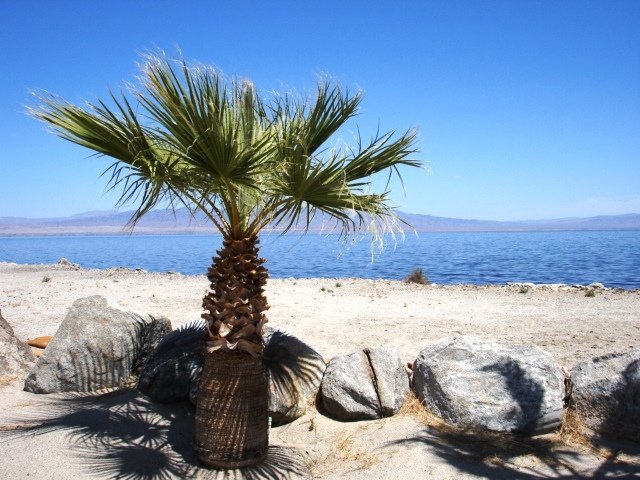 Salton Sea Desert Shores
